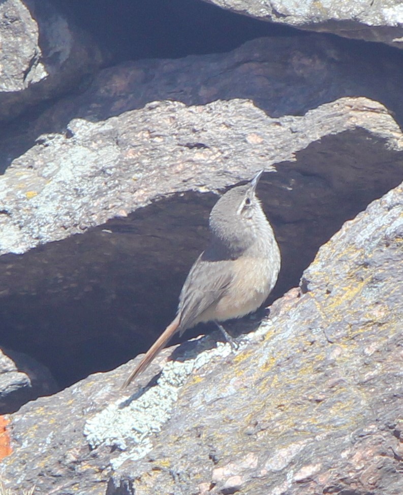 Cordilleran Canastero - ML640784427