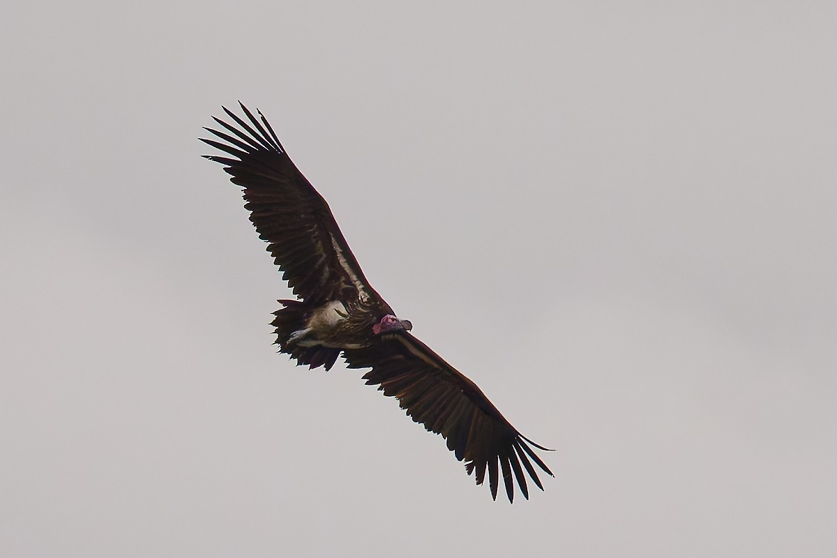 Lappet-faced Vulture - ML640784480