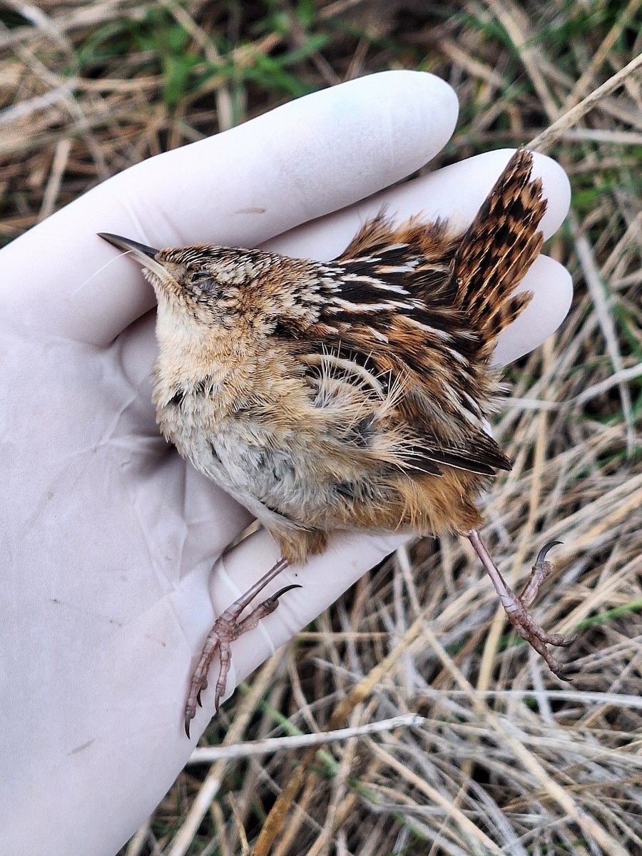 Grass Wren - ML640784508