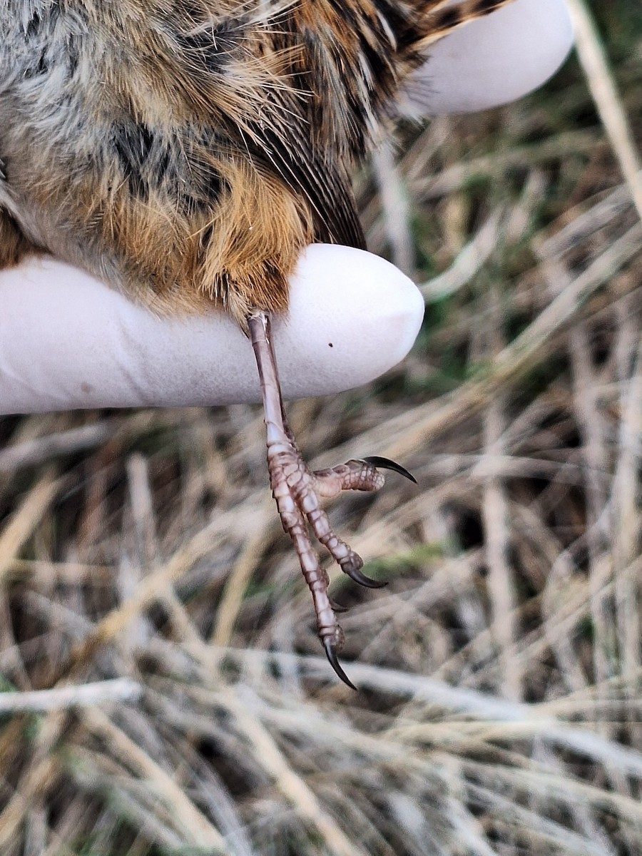 Grass Wren - ML640784509