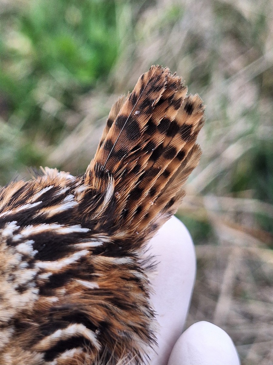 Grass Wren - ML640784510
