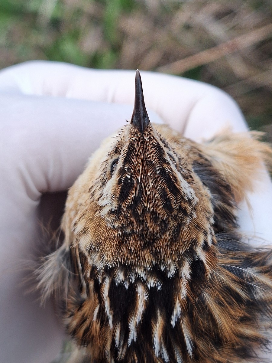 Grass Wren - ML640784512
