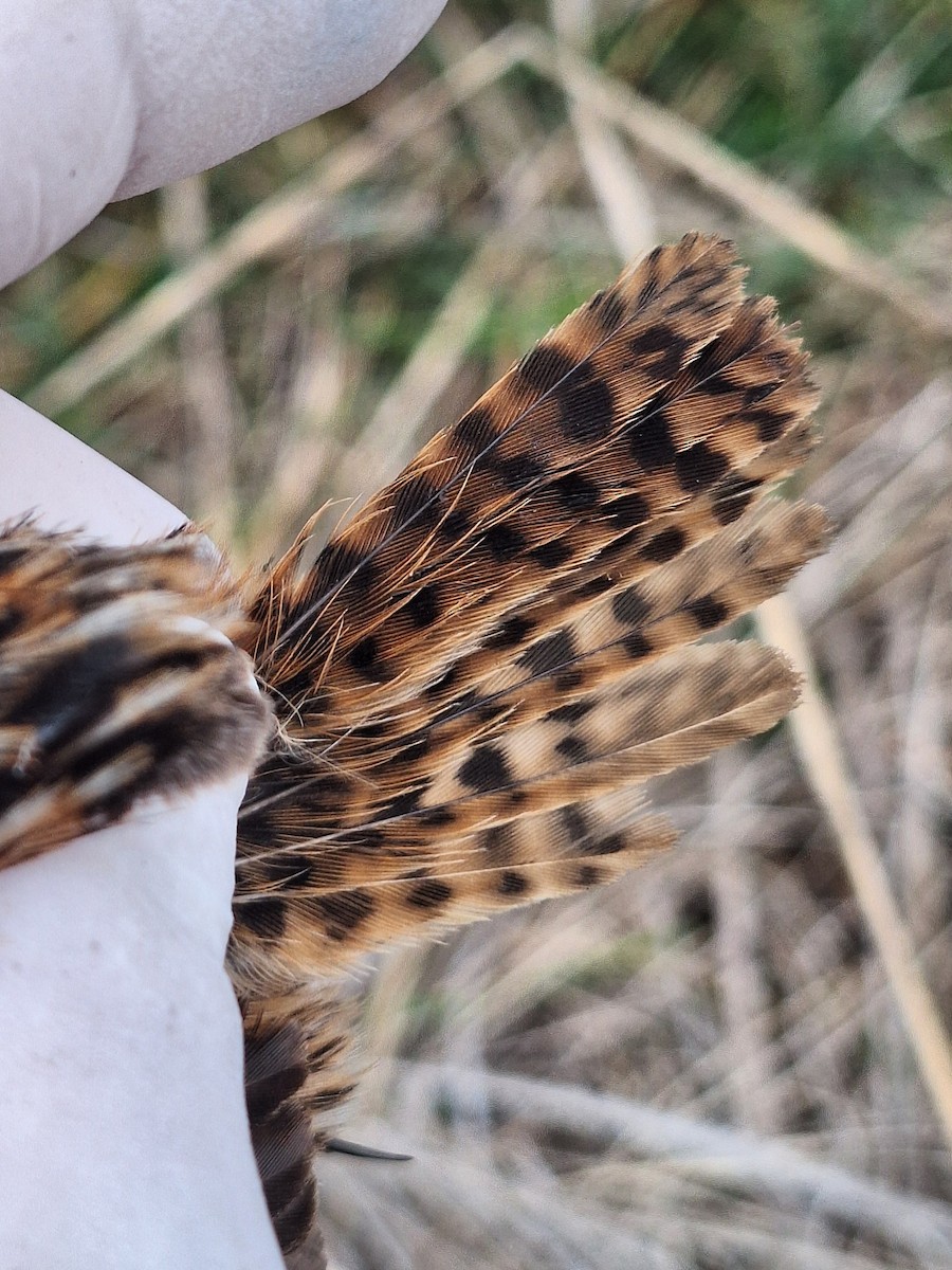Grass Wren - ML640784513