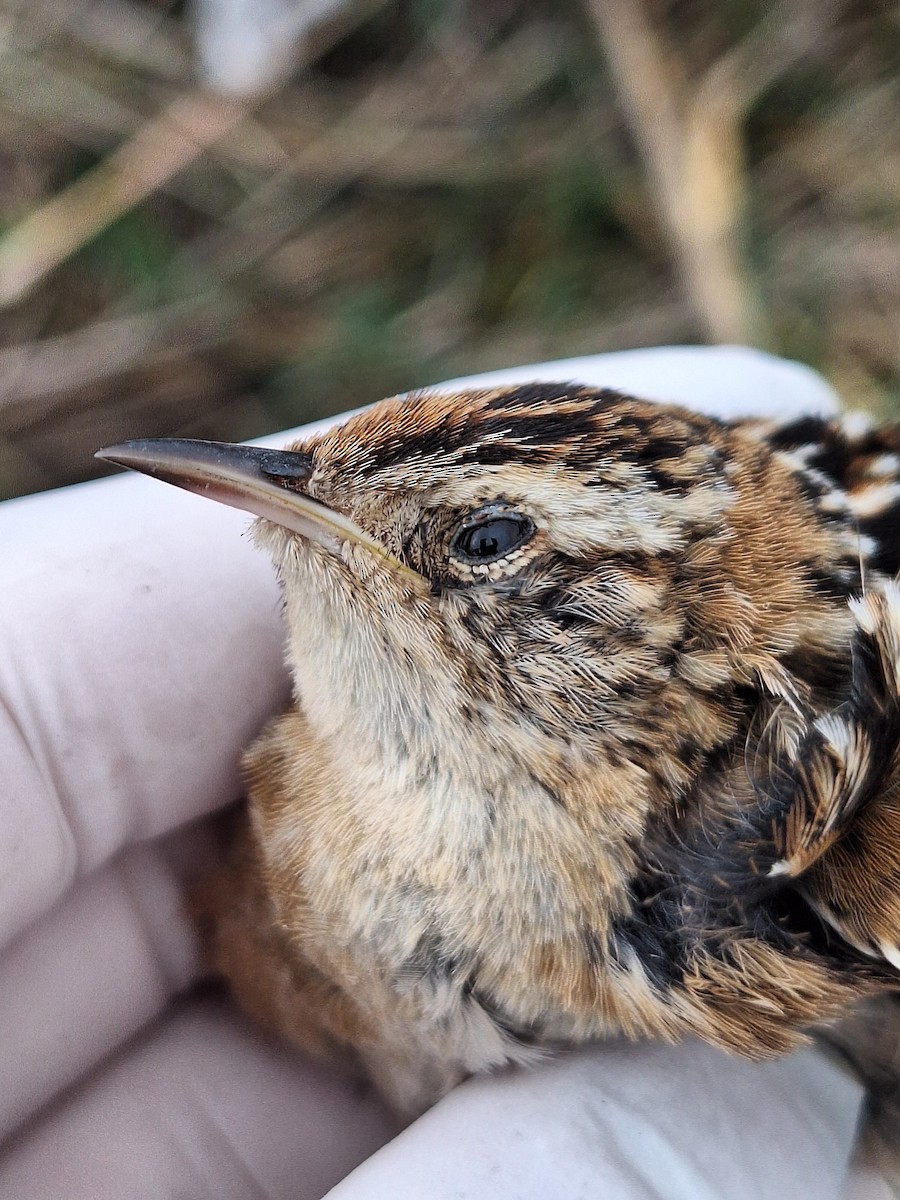 Grass Wren - ML640784515