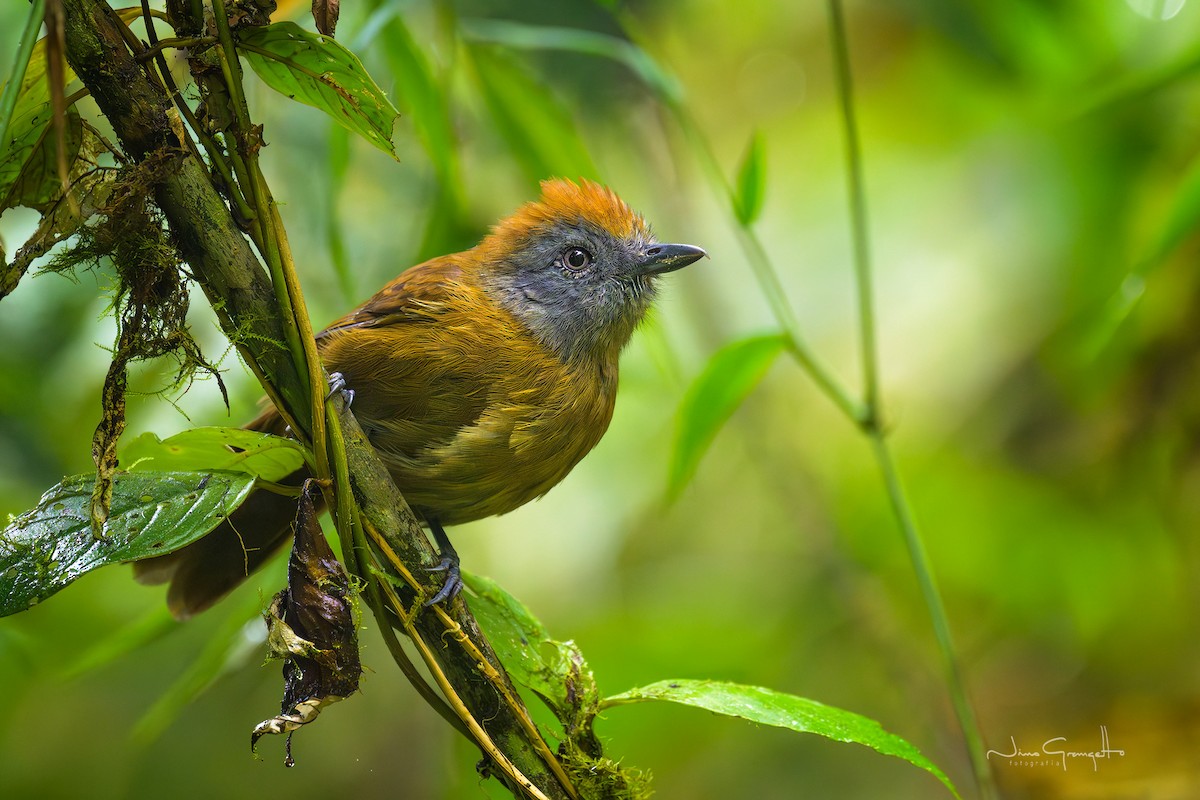 Uniform Antshrike - ML640784582