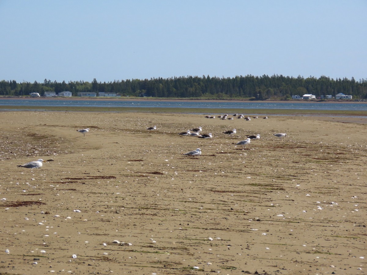 racek mořský - ML640784603