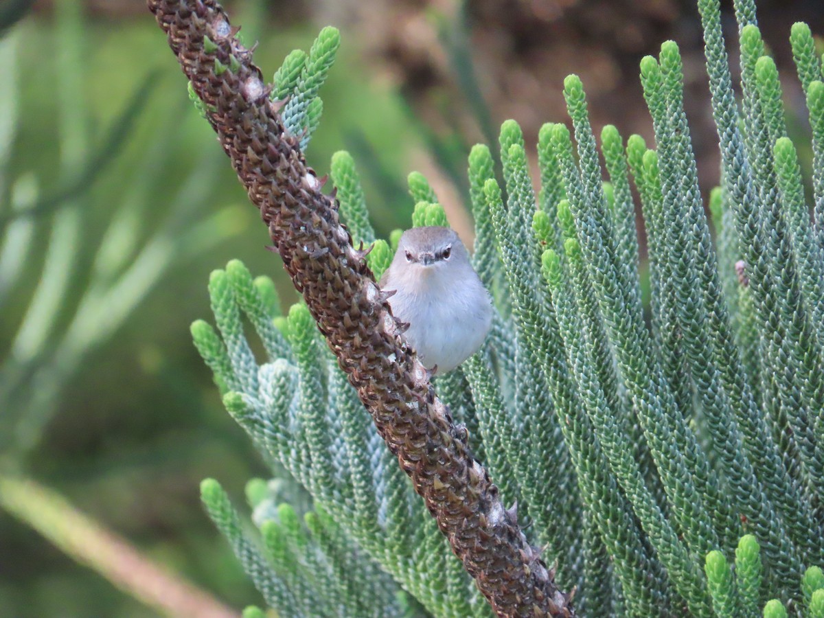 Norfolk Island Gerygone - ML640784661