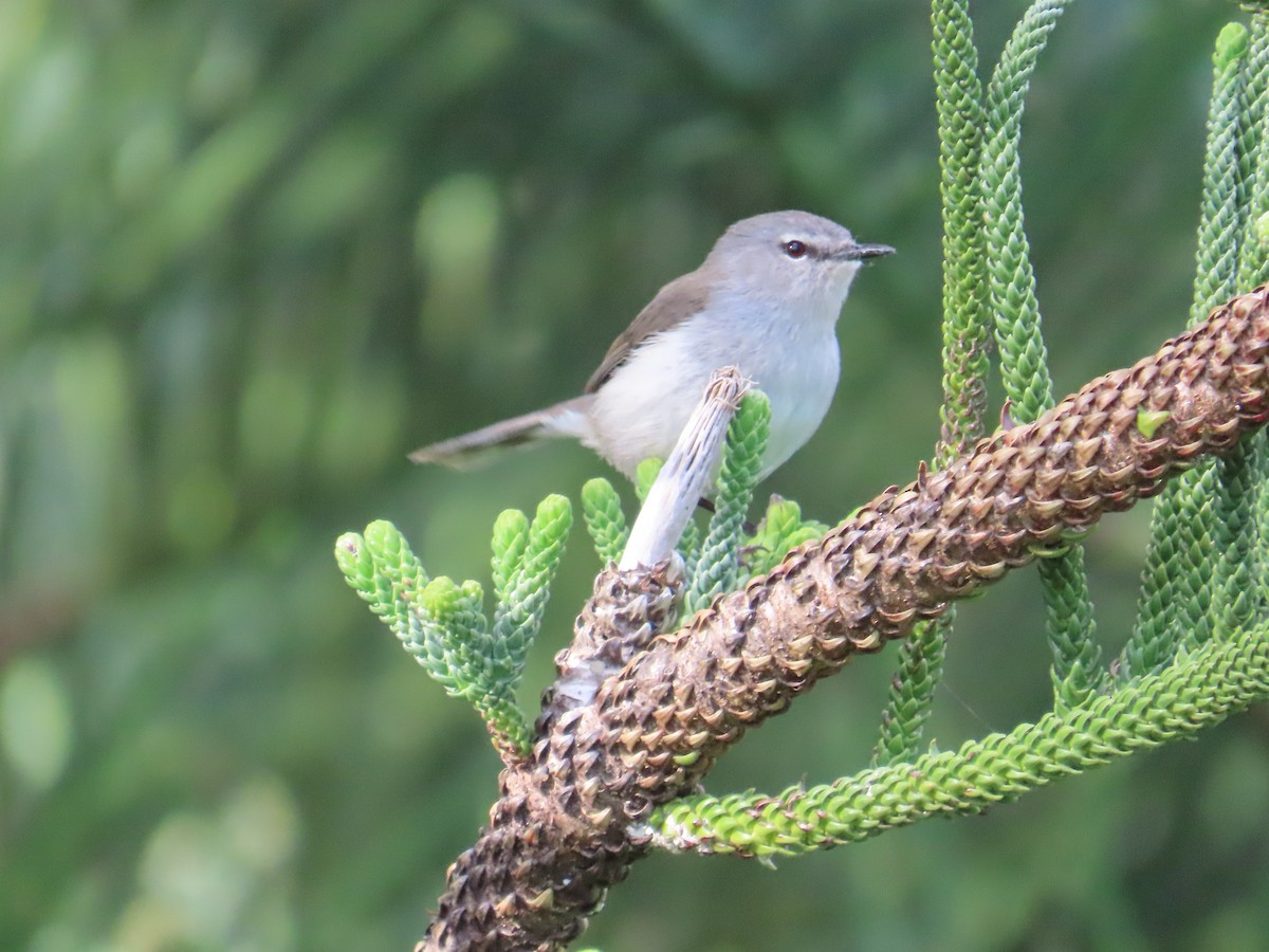 Norfolk Island Gerygone - ML640784662