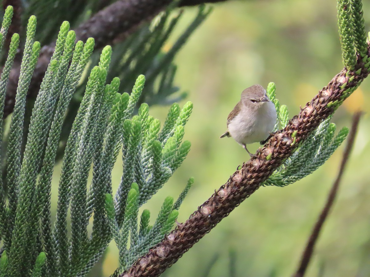 Norfolk Island Gerygone - ML640784663