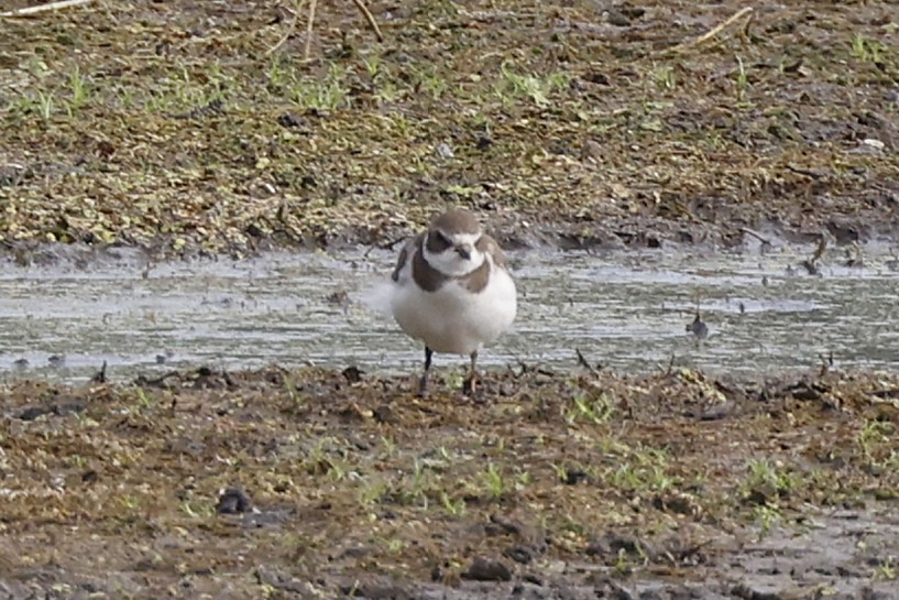 Semipalmated Plover - ML640784684
