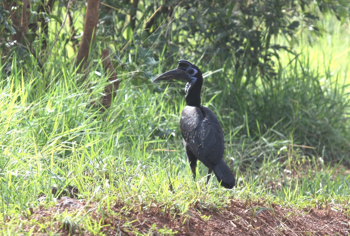 Abyssinian Ground-Hornbill - ML640784712