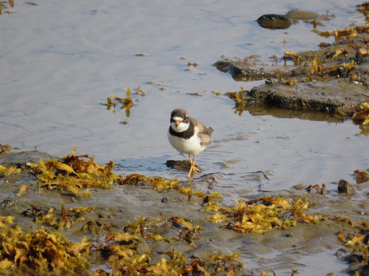 kulík kanadský - ML640784777