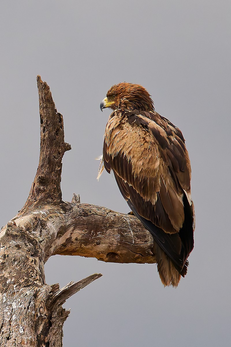 Tawny Eagle - ML640784820