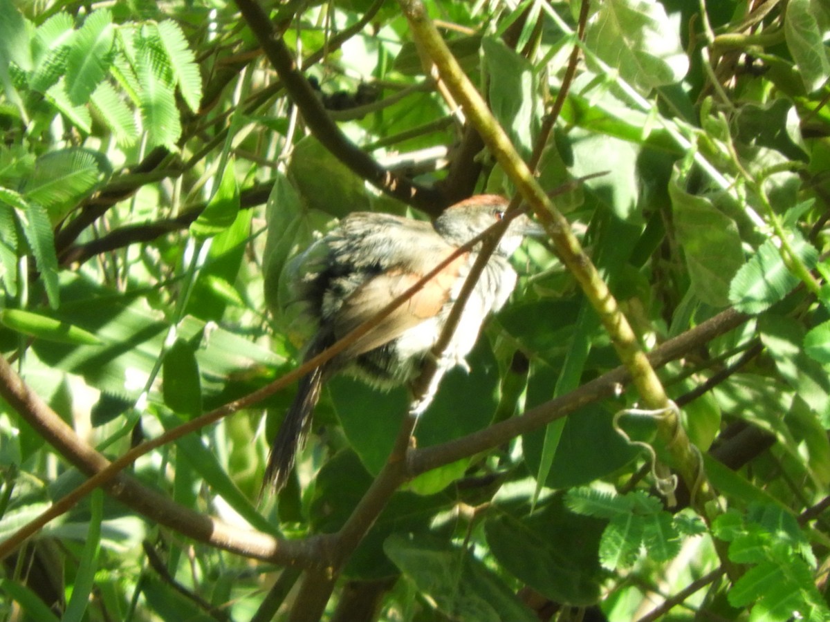 Cinereous-breasted Spinetail - ML640784829