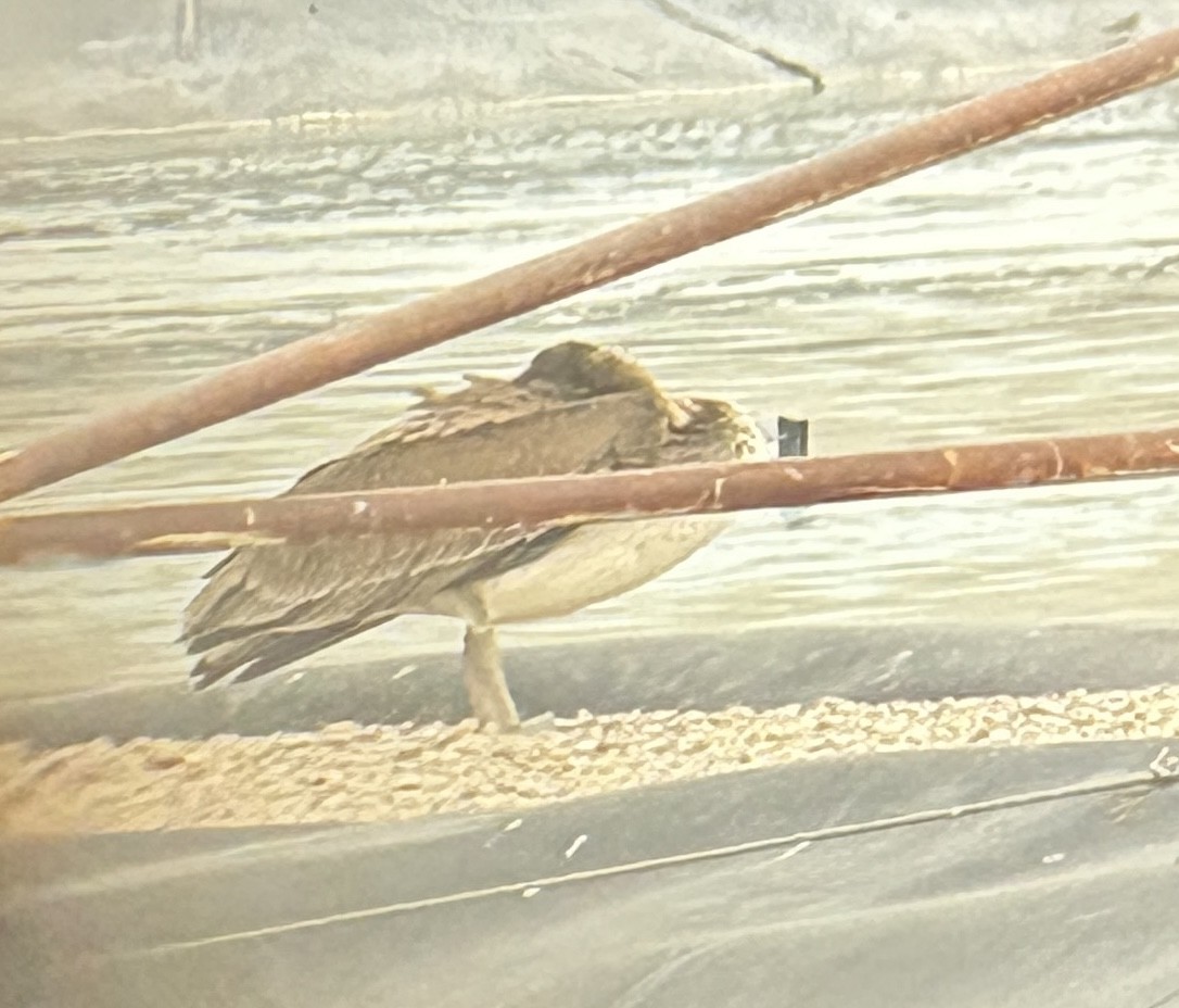 Brown Pelican - ML640784862
