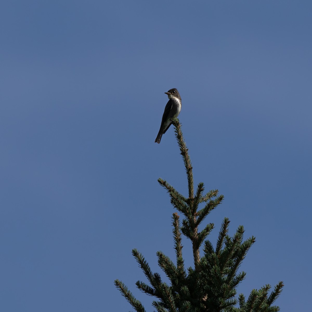 Olive-sided Flycatcher - ML640784905