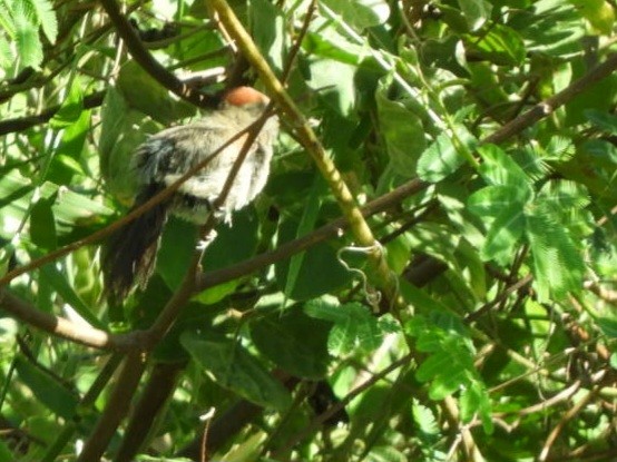 Cinereous-breasted Spinetail - ML640784935