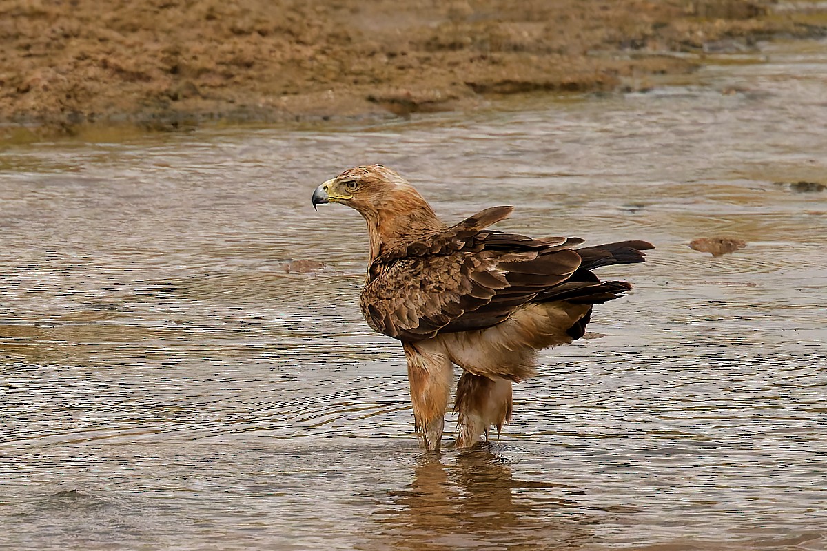 Tawny Eagle - ML640784958