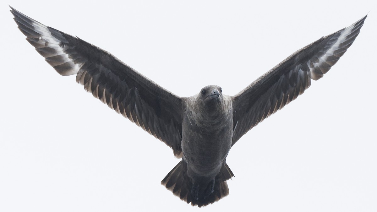 Marikaka polarra - ML640785003