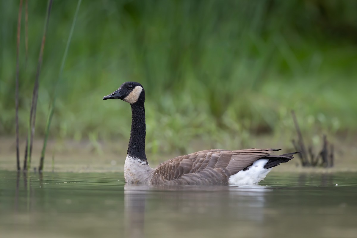 Canada Goose - ML640785041