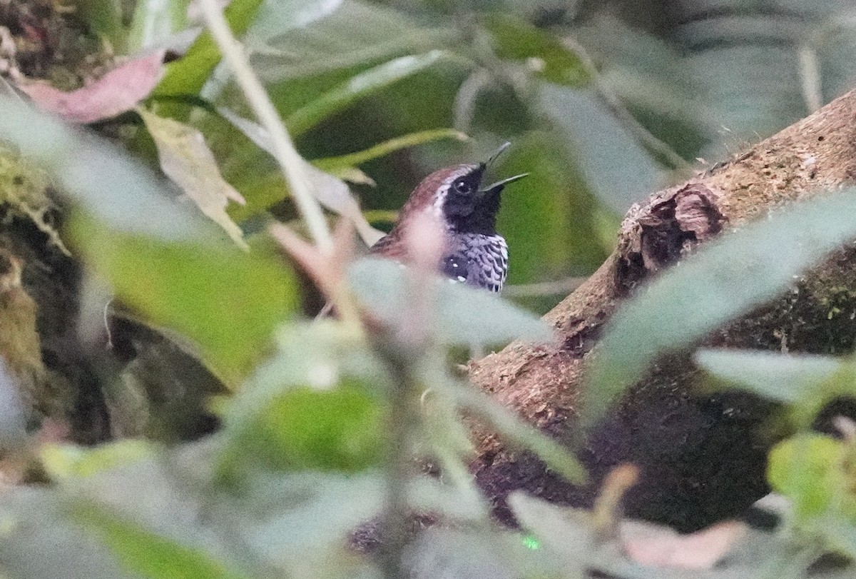 Squamate Antbird - ML640785076