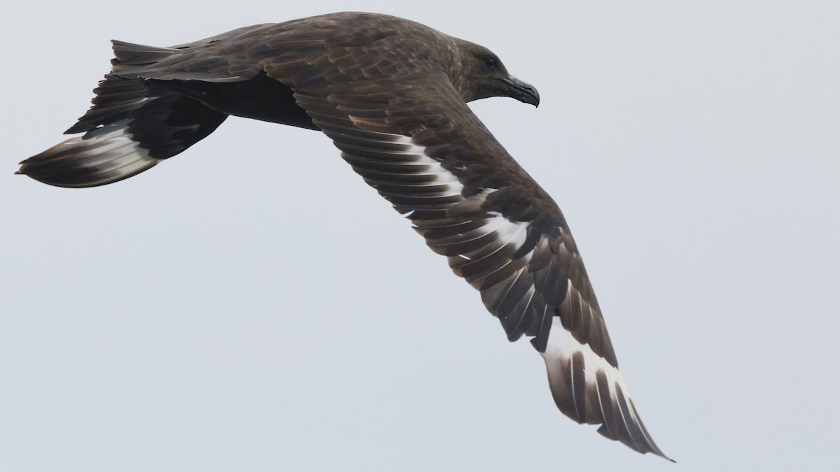 Marikaka polarra - ML640785077