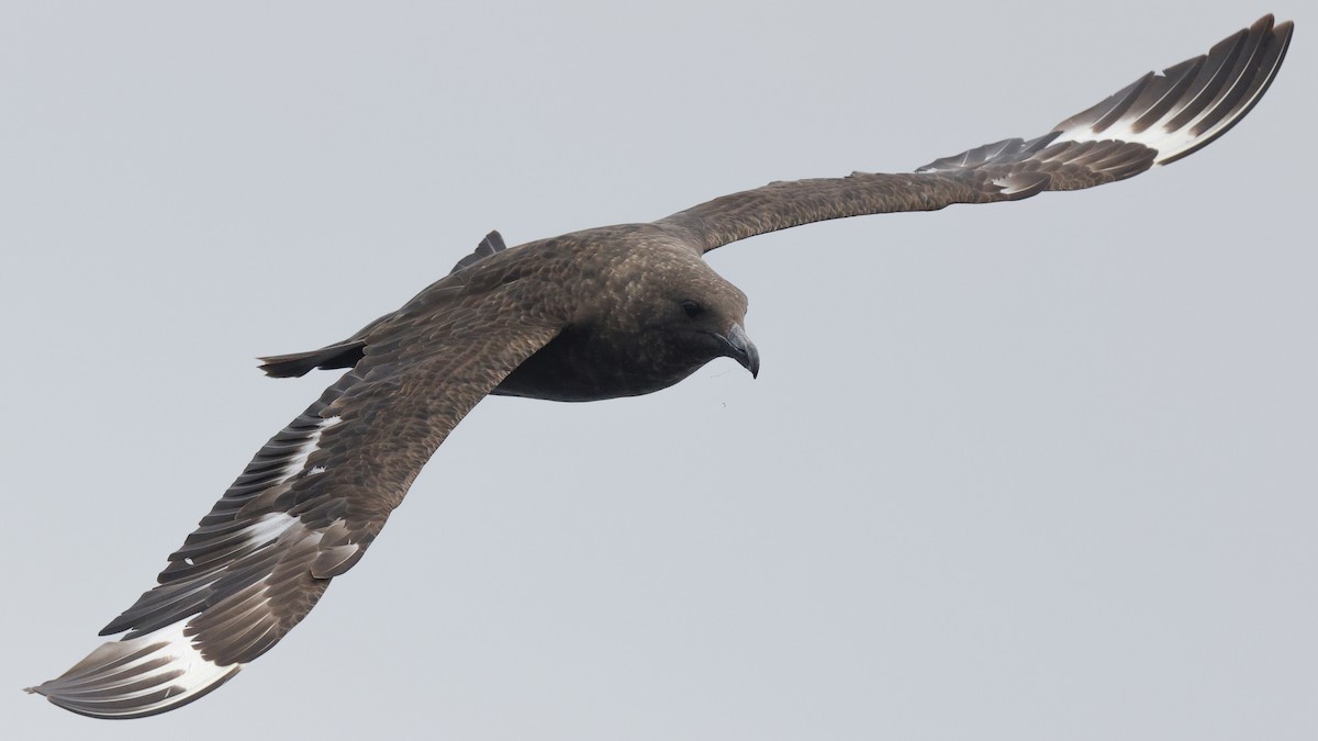 Marikaka polarra - ML640785078