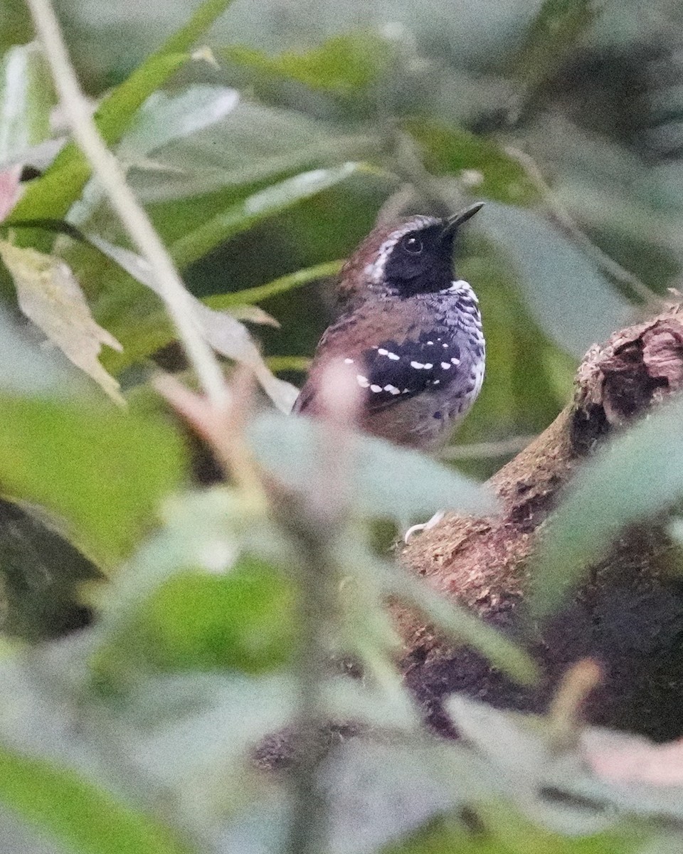 Squamate Antbird - ML640785093