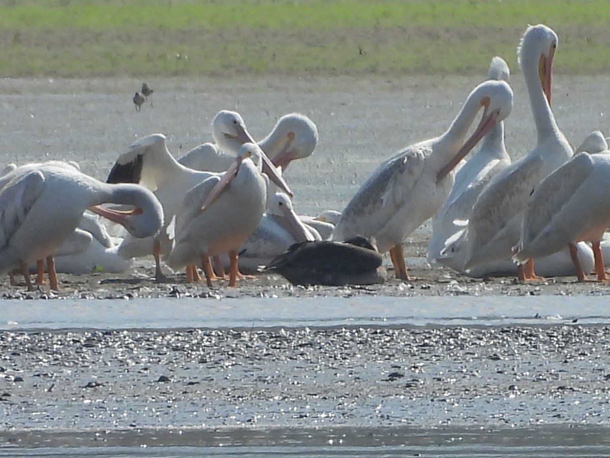 Brown Pelican - ML640785134