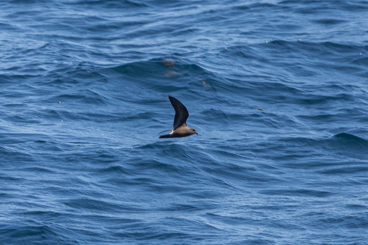 Leach's Storm-Petrel - ML640785159