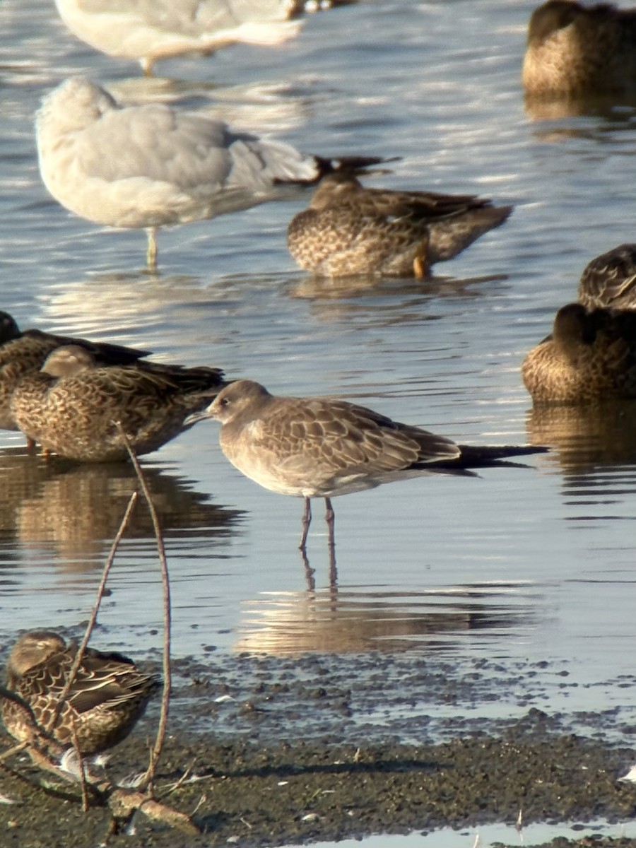 Laughing Gull - ML640785160