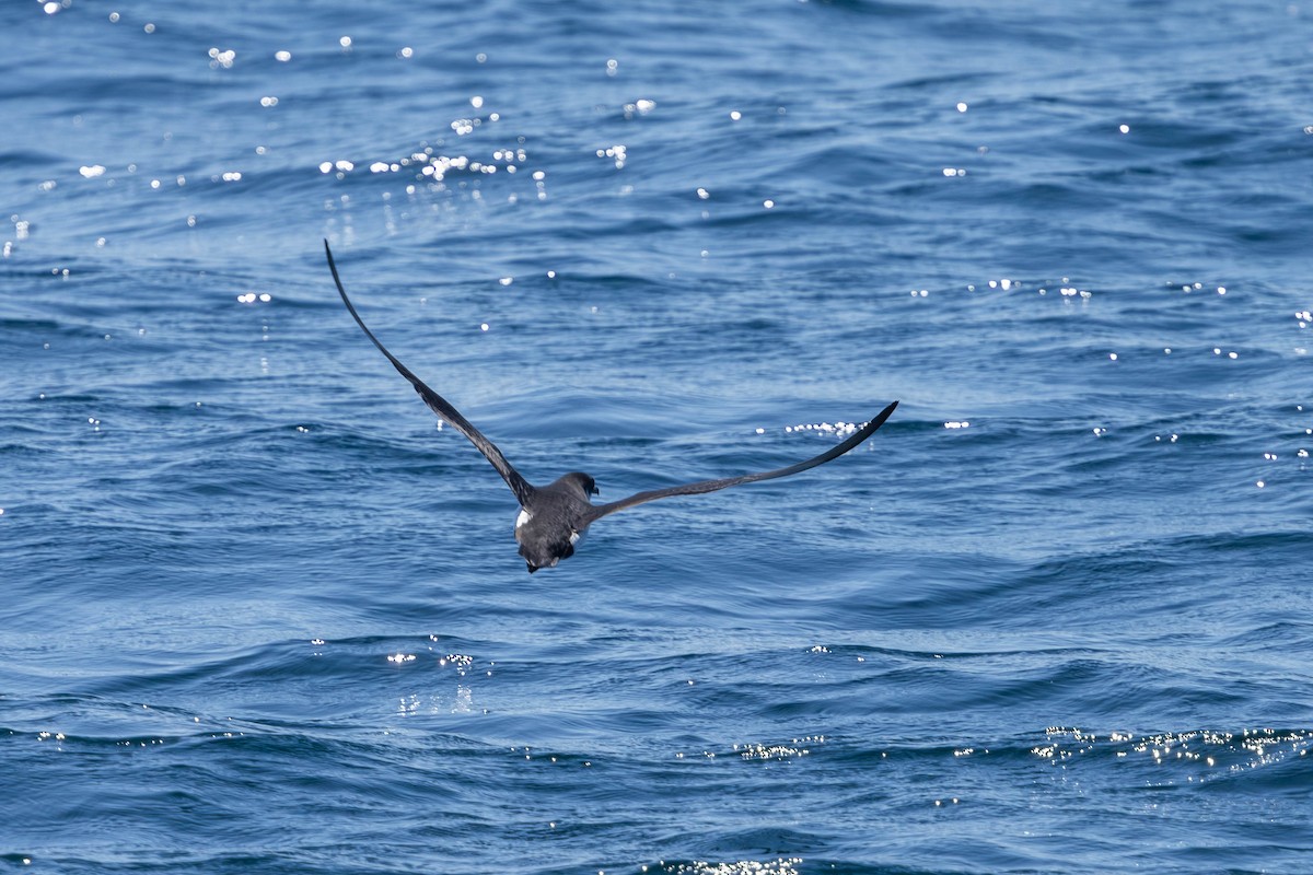 Manx Shearwater - ML640785176