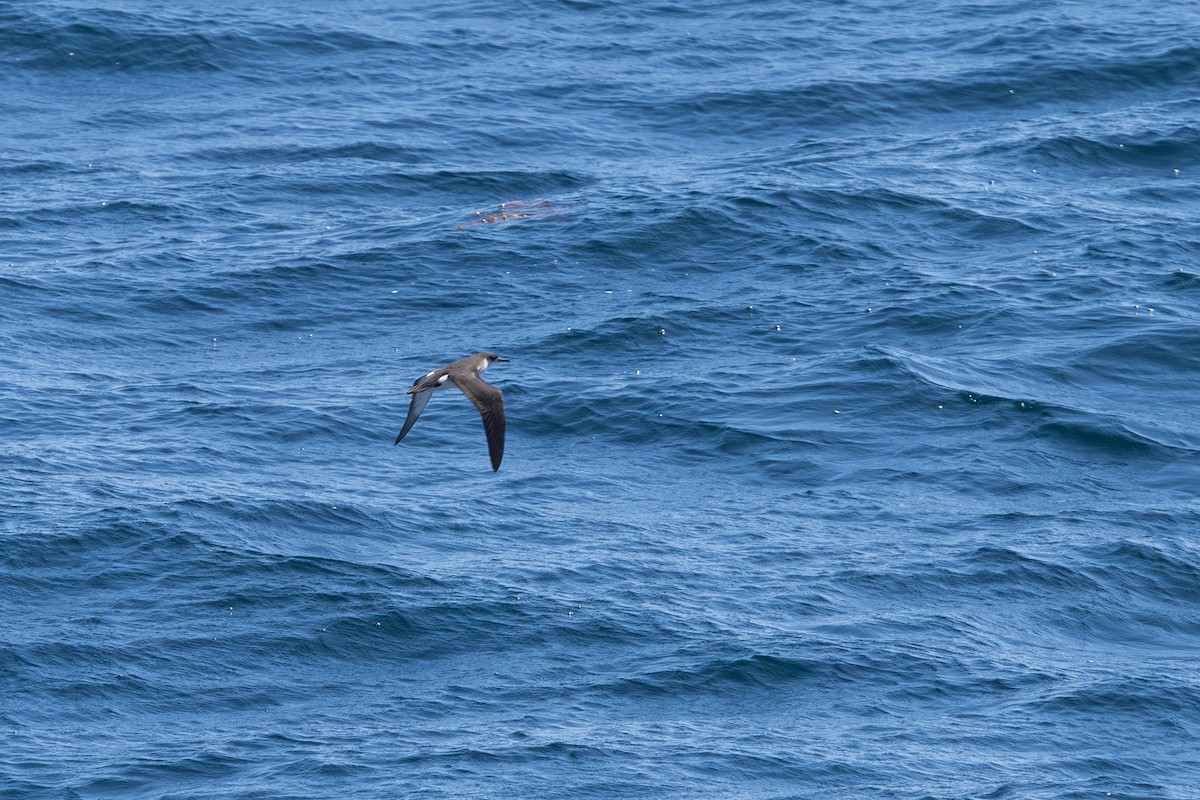 Manx Shearwater - ML640785177