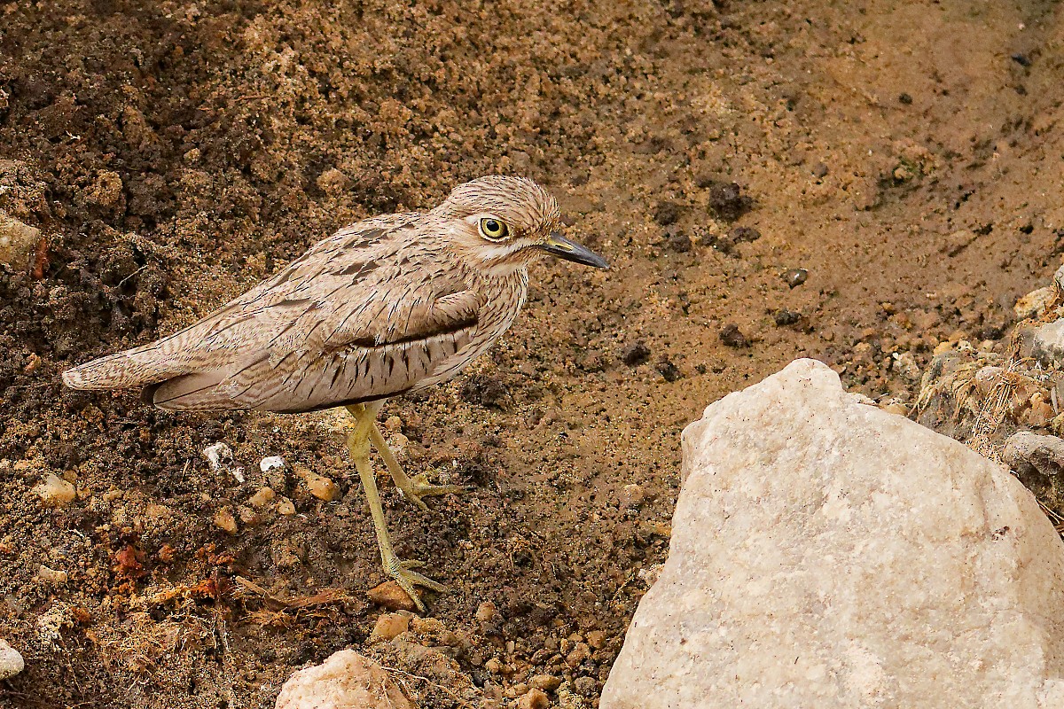 Water Thick-knee - ML640785184