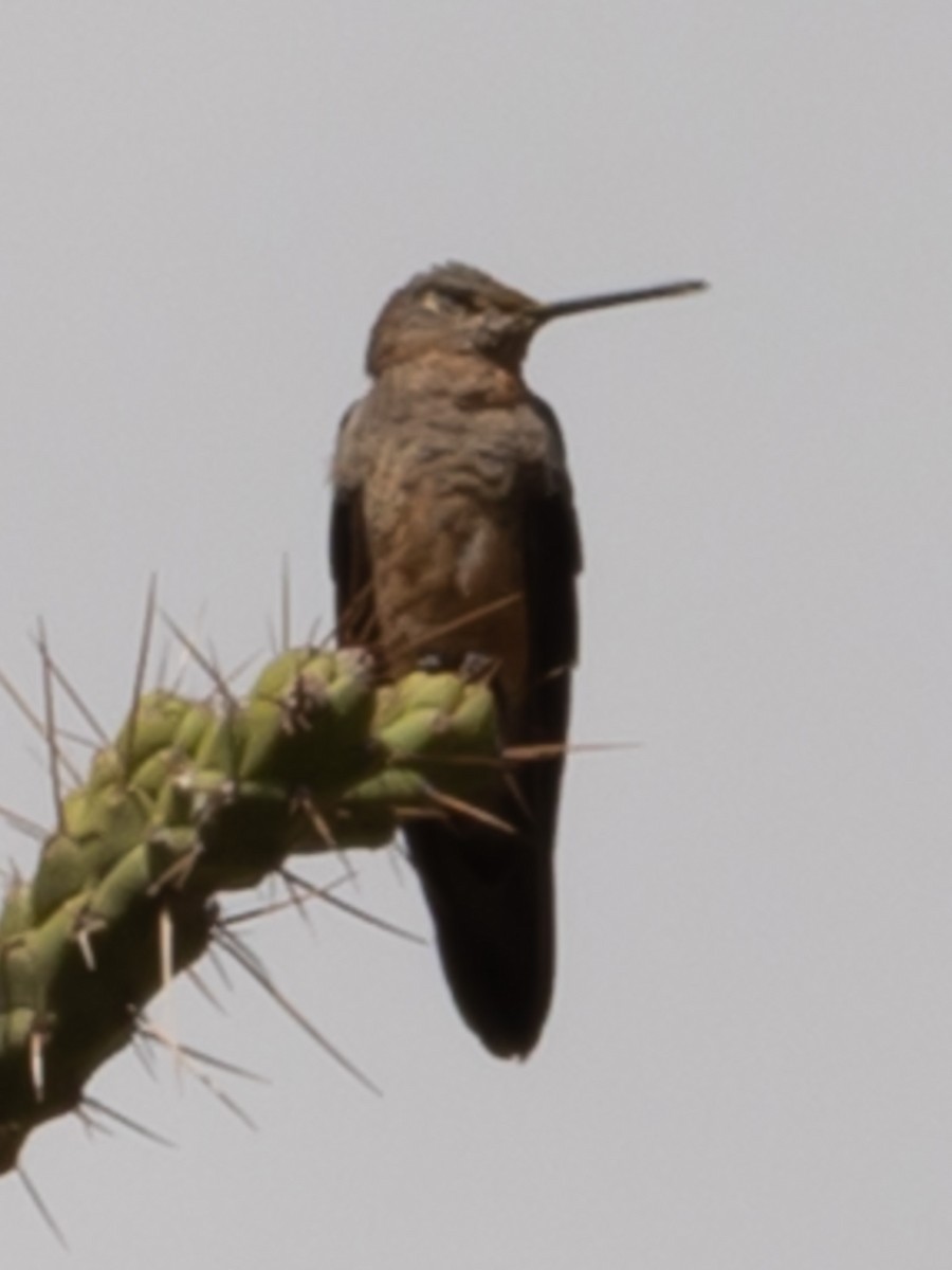 Giant Hummingbird - ML640785218