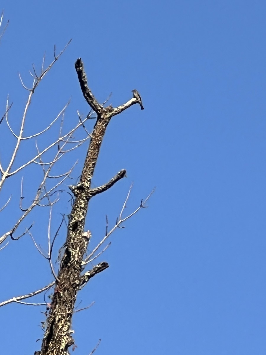 Eastern Wood-Pewee - ML640785232