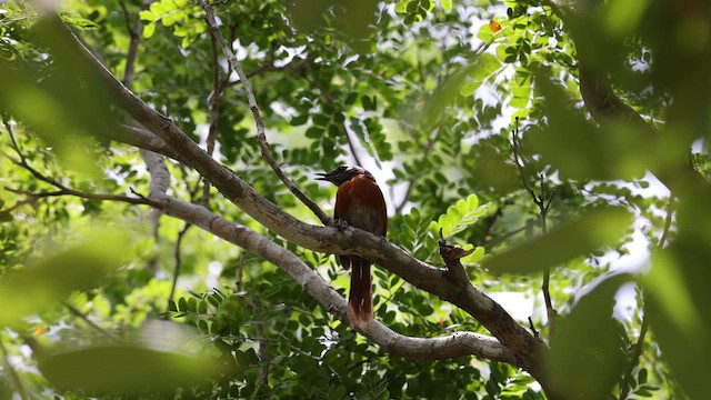 Rufous-breasted Spinetail - ML640785256