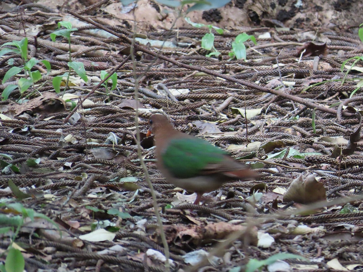 Pacific Emerald Dove - ML640785260