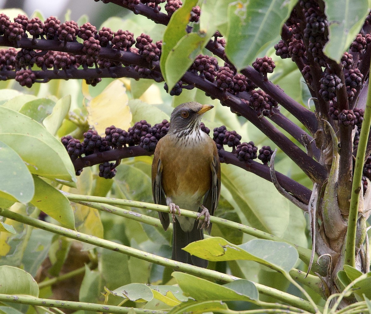 Rufous-backed Robin - ML640785264