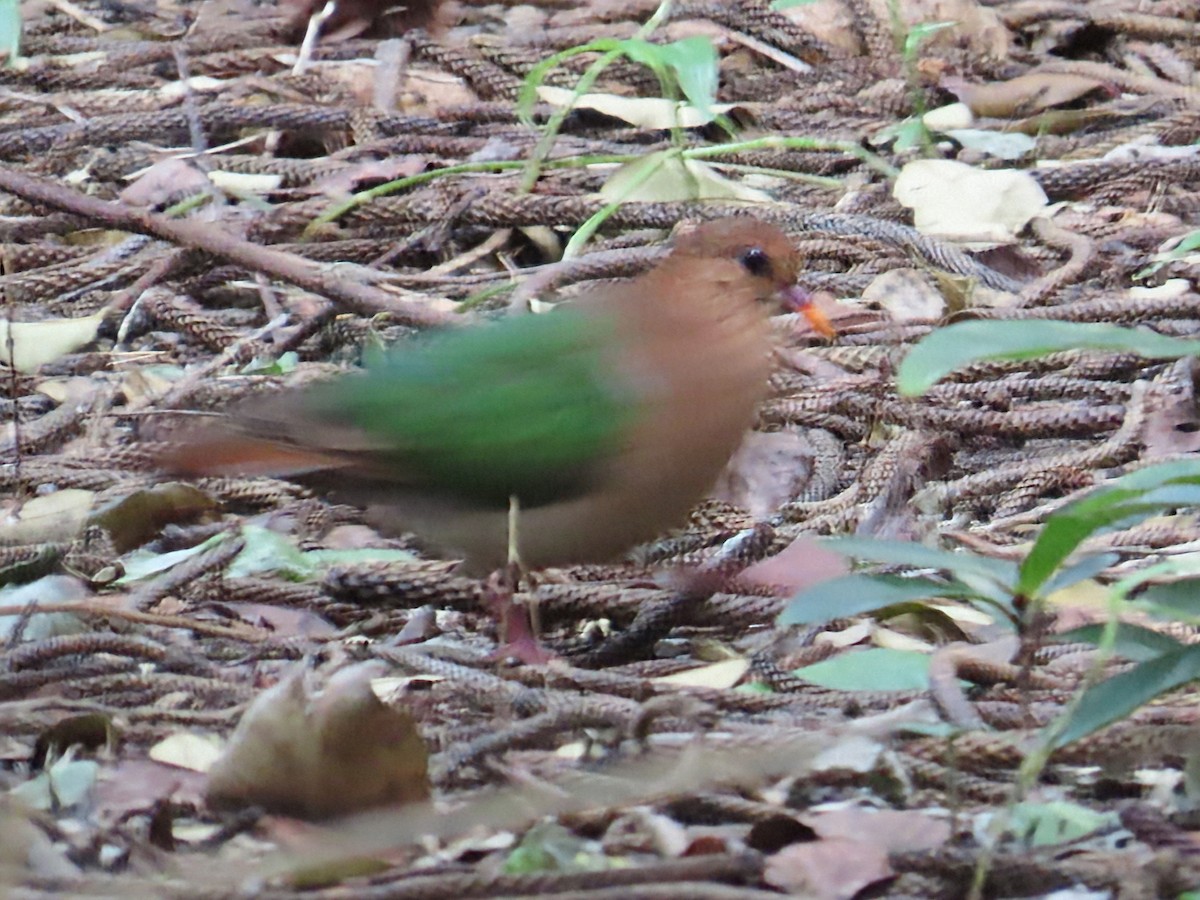 Pacific Emerald Dove - ML640785296