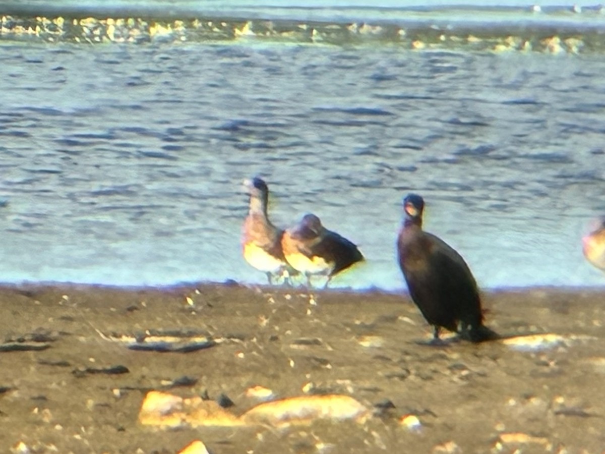 American Wigeon - ML640785299