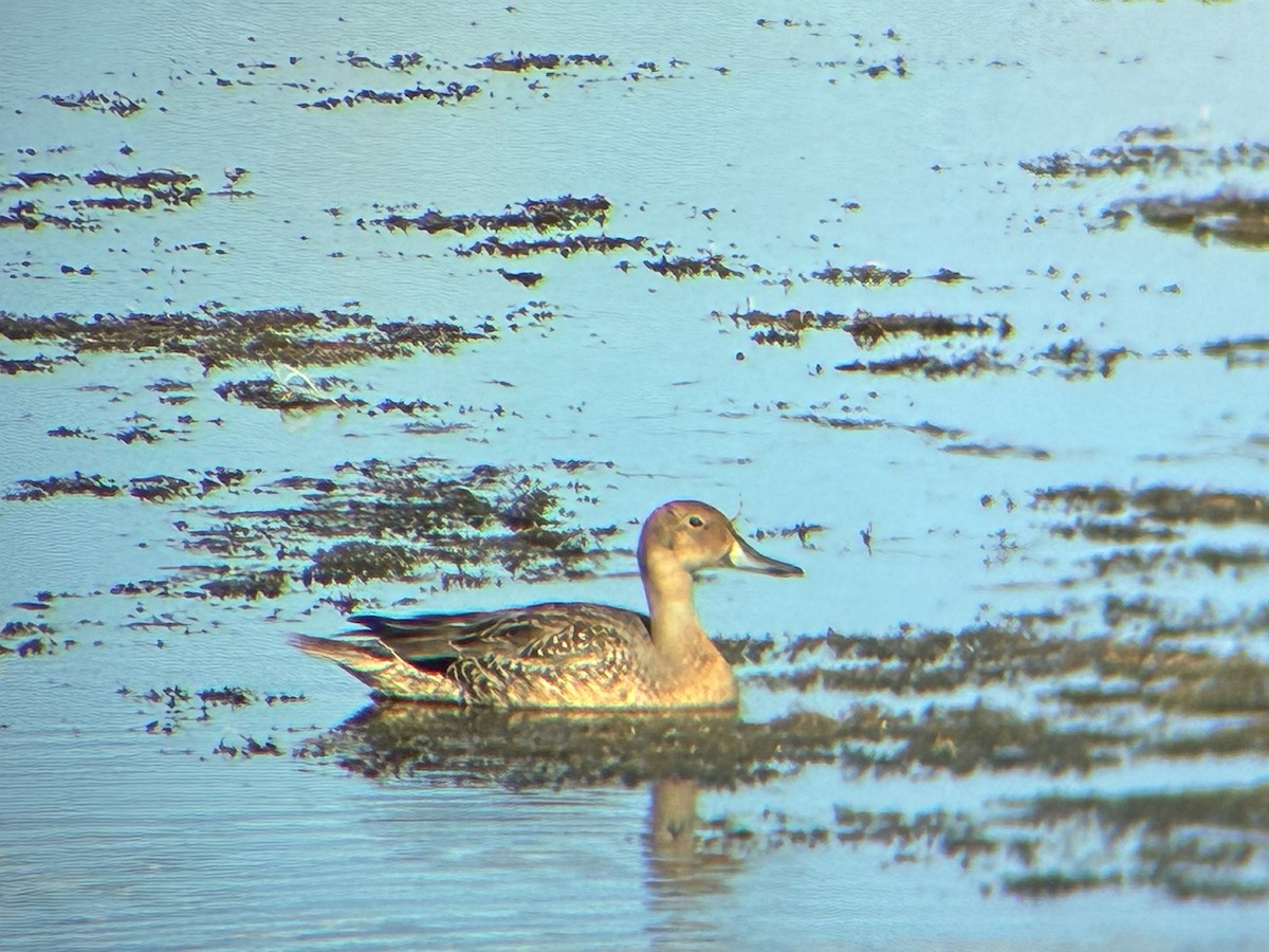 Northern Pintail - ML640785304