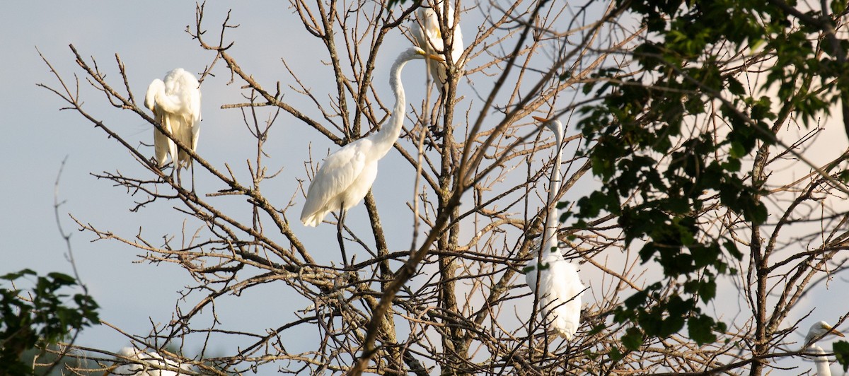 Great Egret - ML640785308