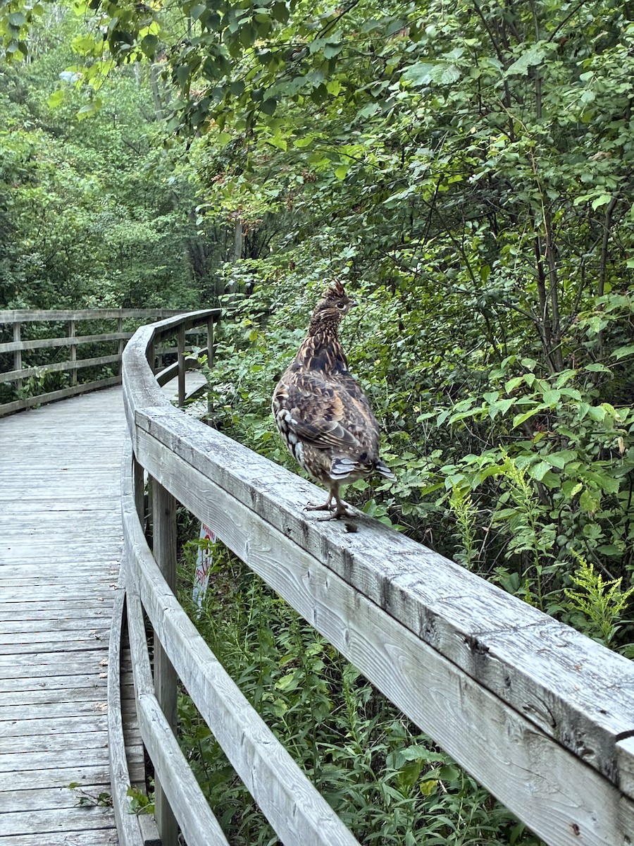 Ruffed Grouse - ML640785311