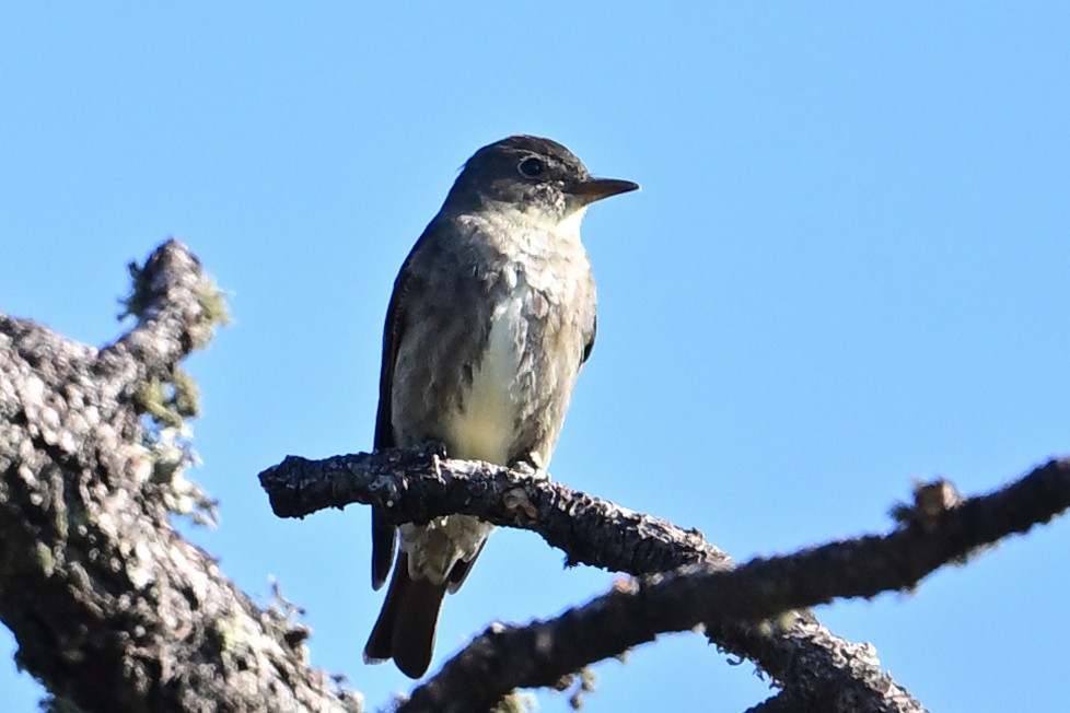 Olive-sided Flycatcher - ML640785330
