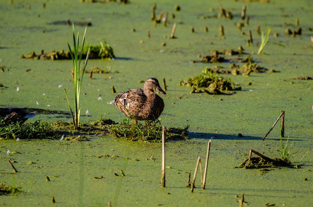 Mallard - ML640785333