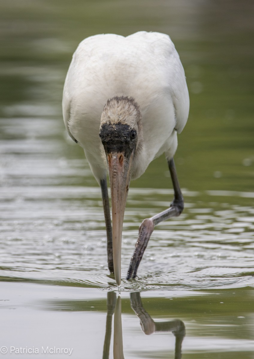 Wood Stork - ML640785348