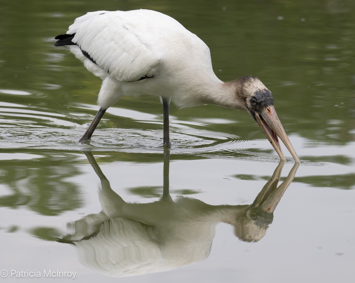 Wood Stork - ML640785349