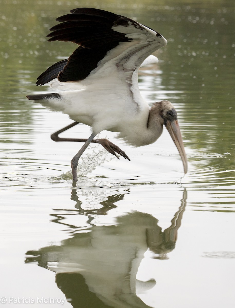 Wood Stork - ML640785350
