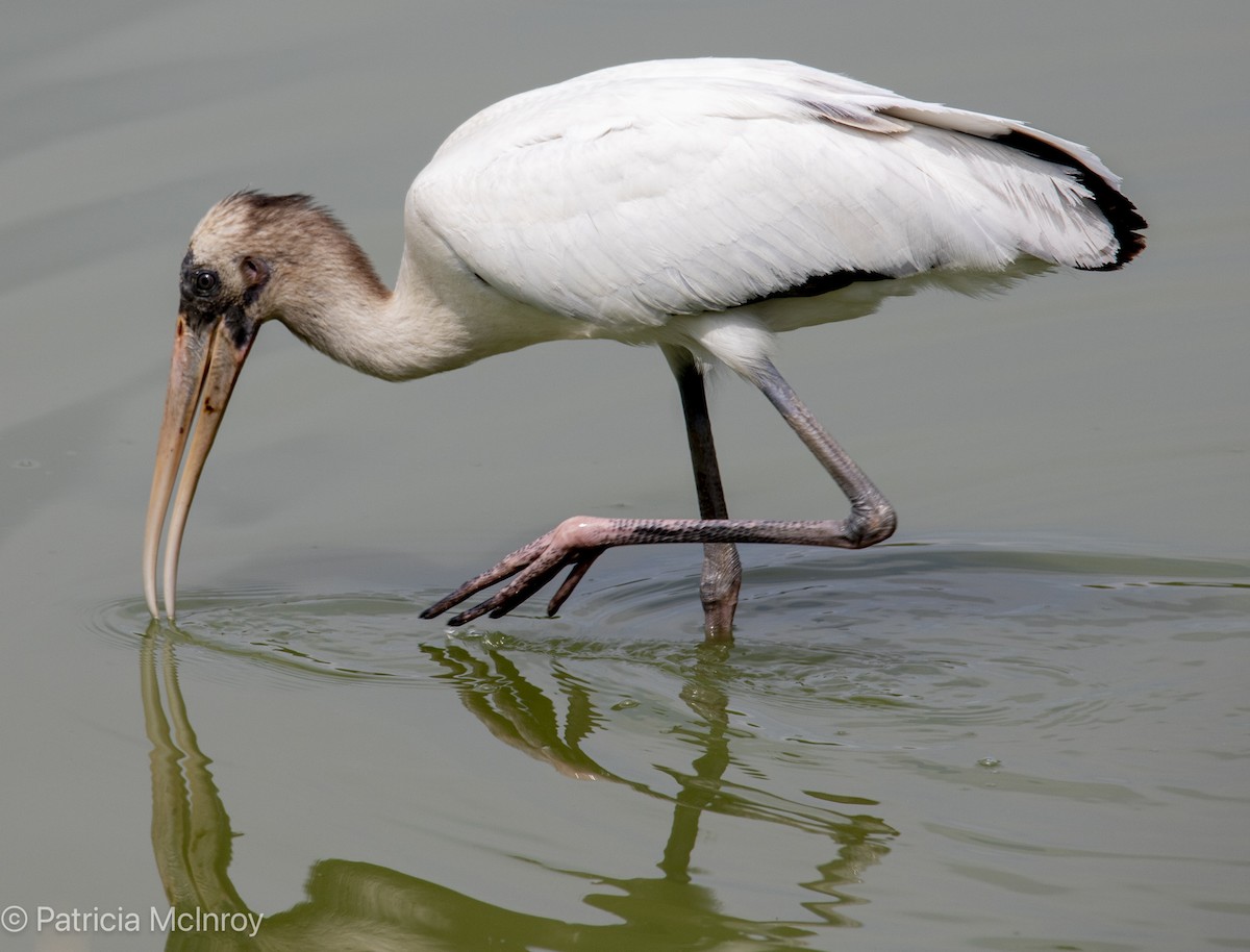 Wood Stork - ML640785351